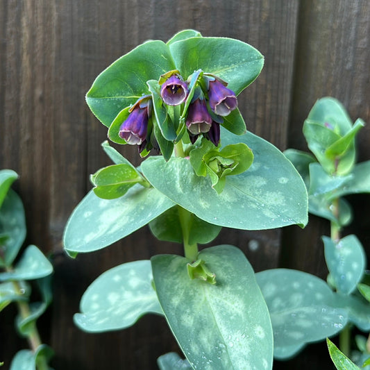 Cerinthe Honeywort