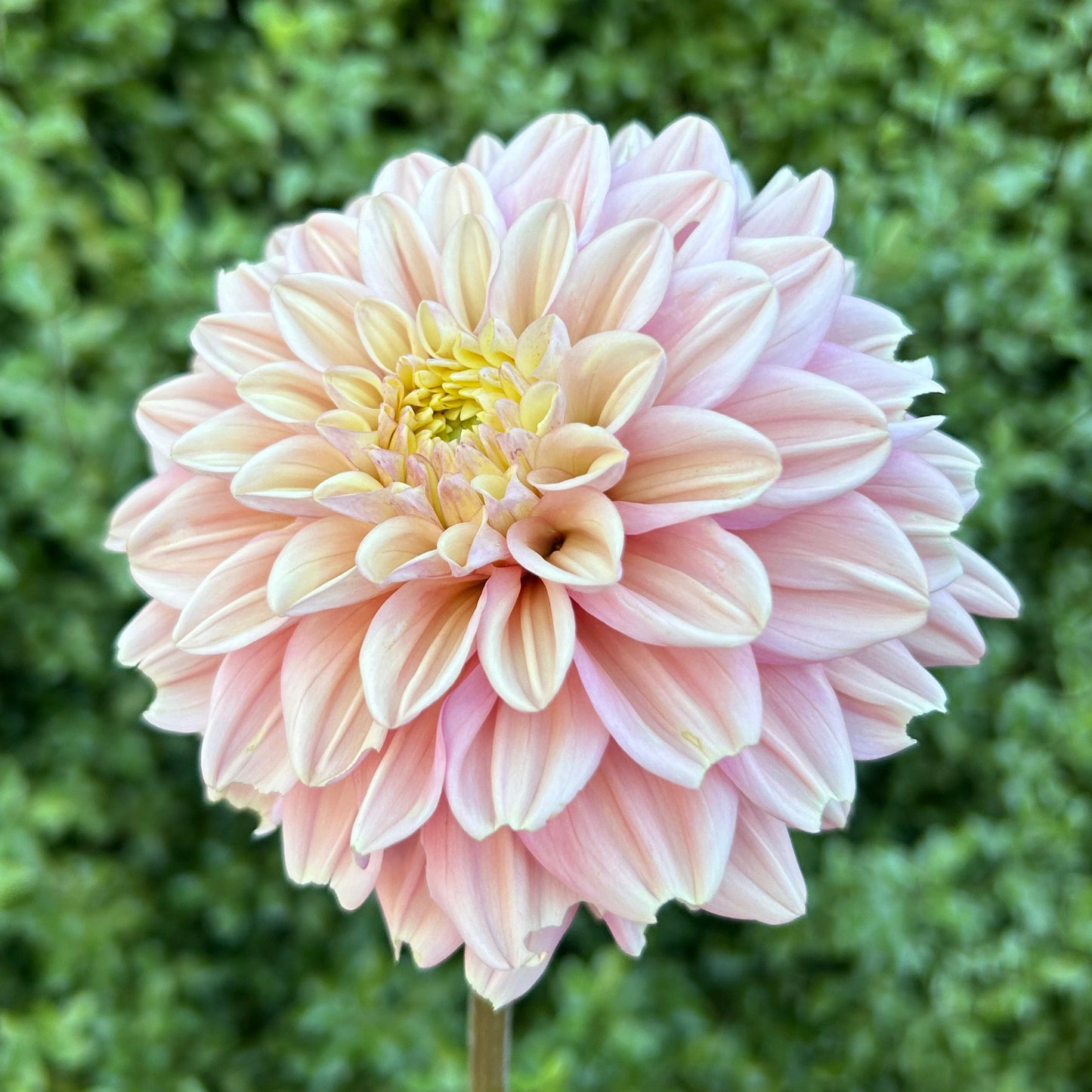 Florelie Kindness