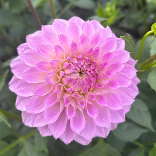Lavender Beauty