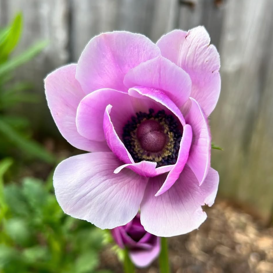 Anemone Mix