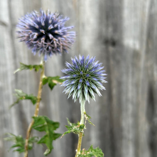 Echinops Blue Glow