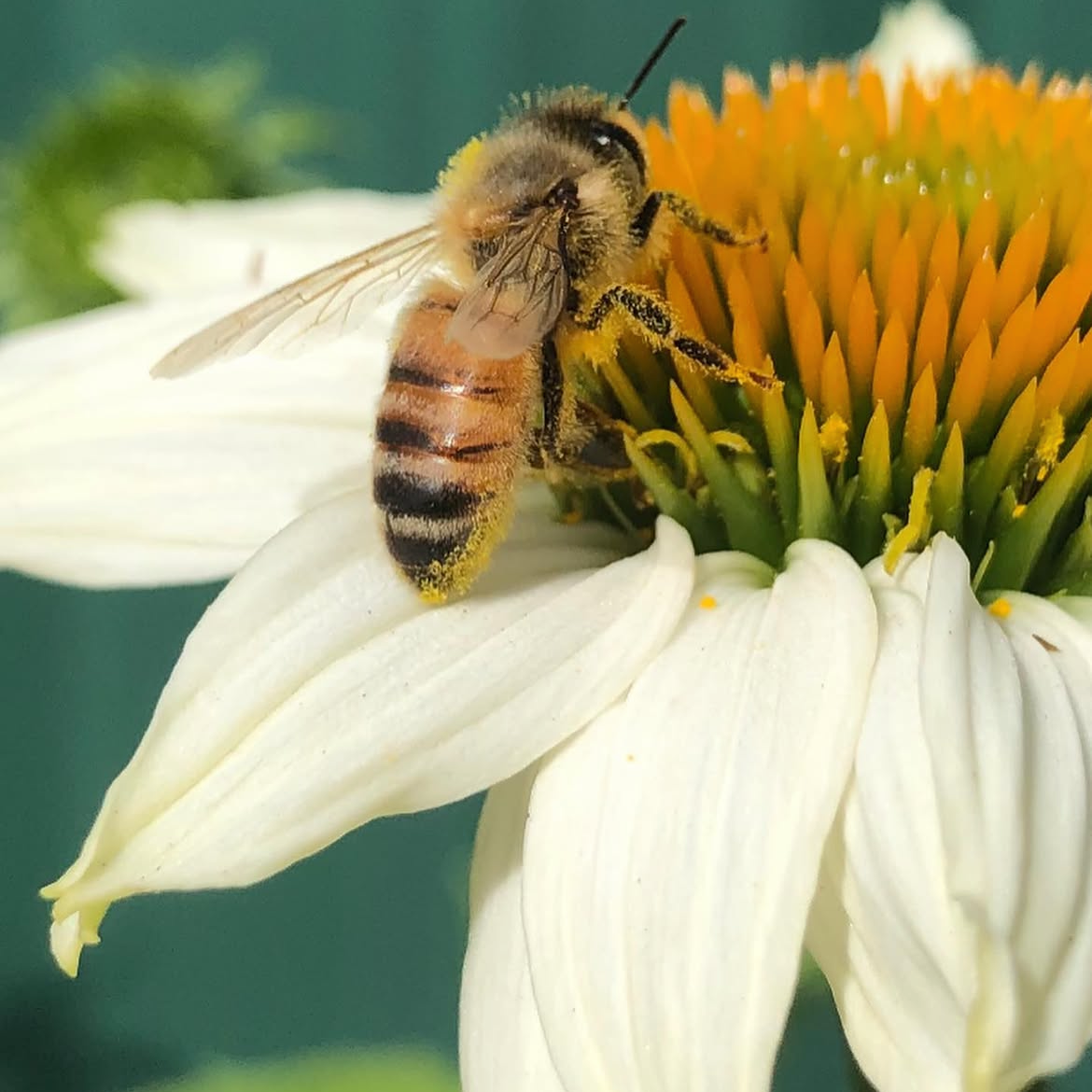 Echinacea White Swan
