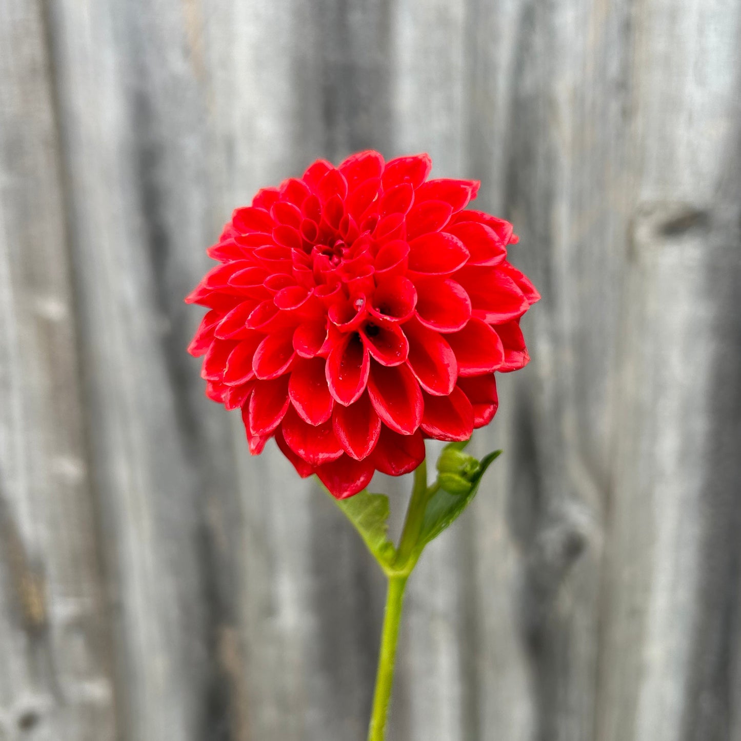 Florelie Ponyo