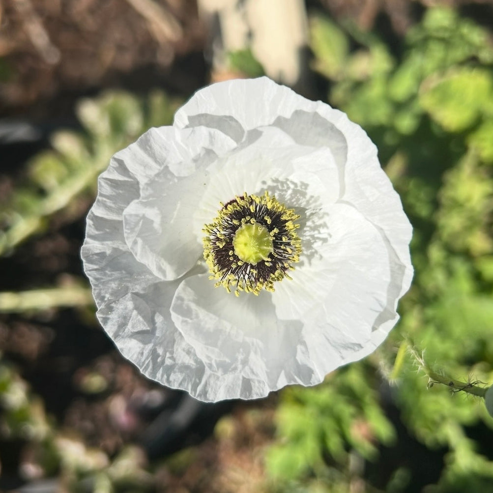 Poppy Pastel Mix