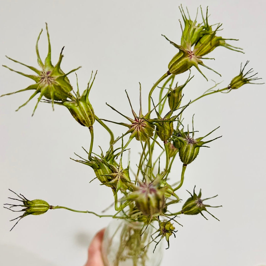Nigella Starry Night Mix