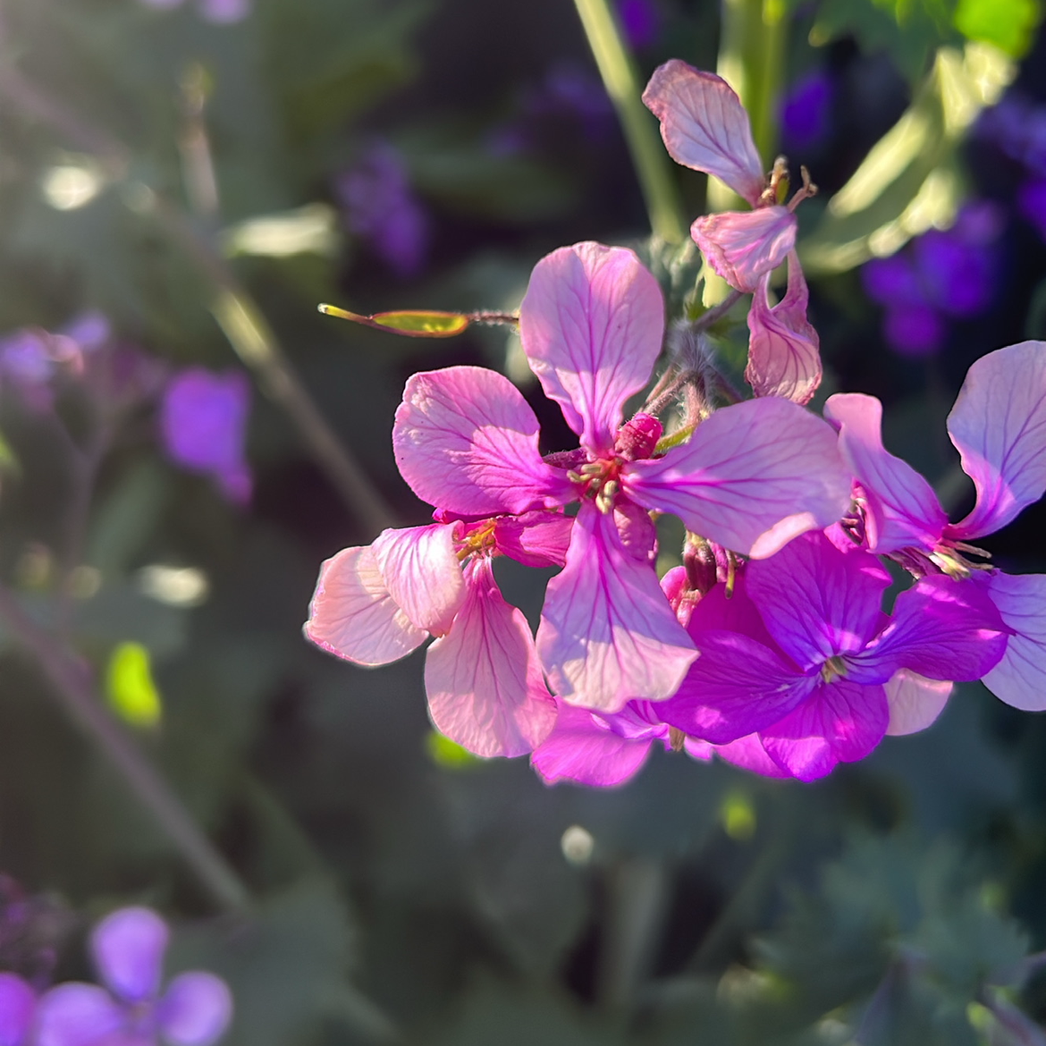 Lunaria Honesty