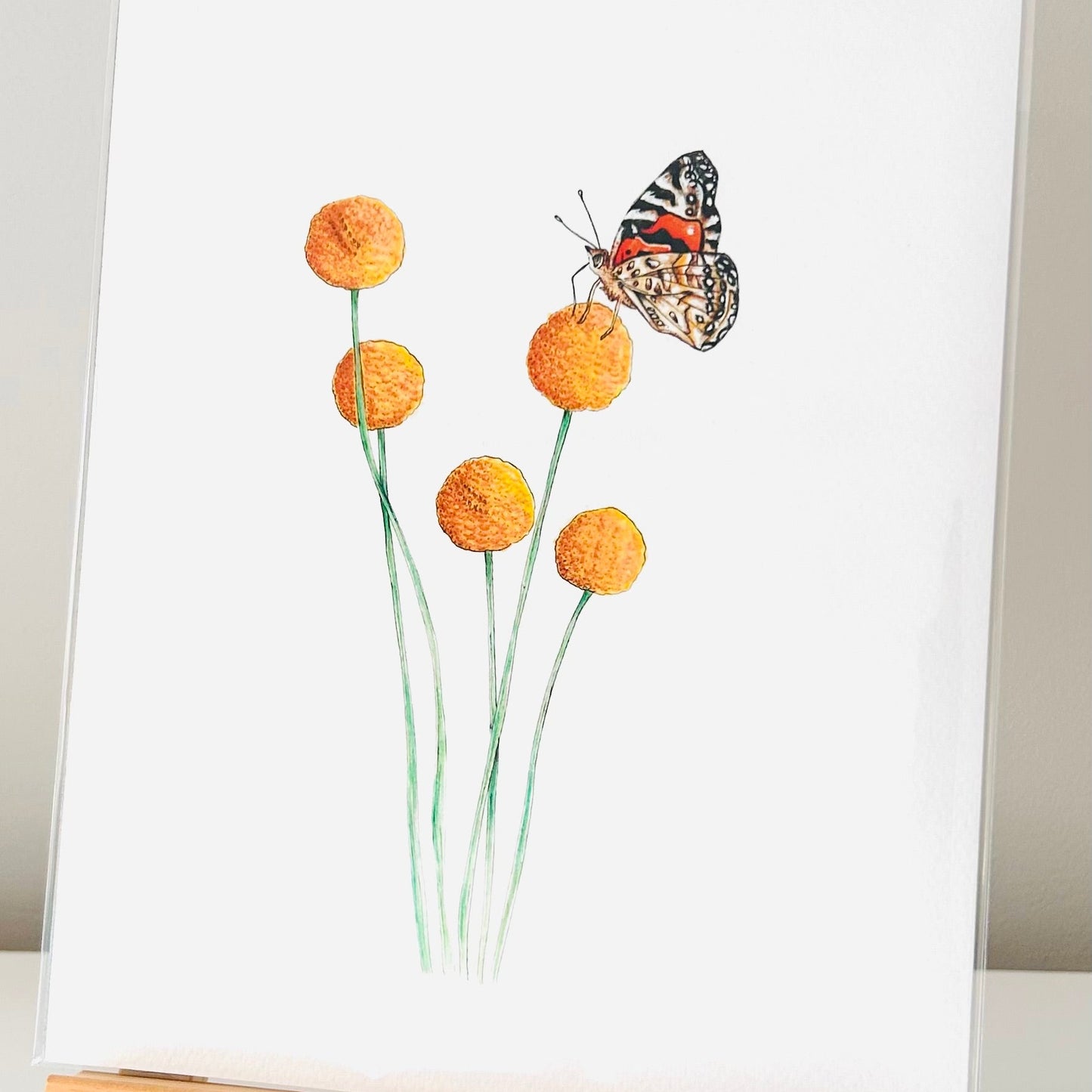 Art Print - Billy Buttons
