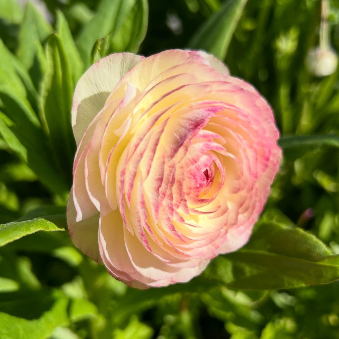 Ranunculus Mix