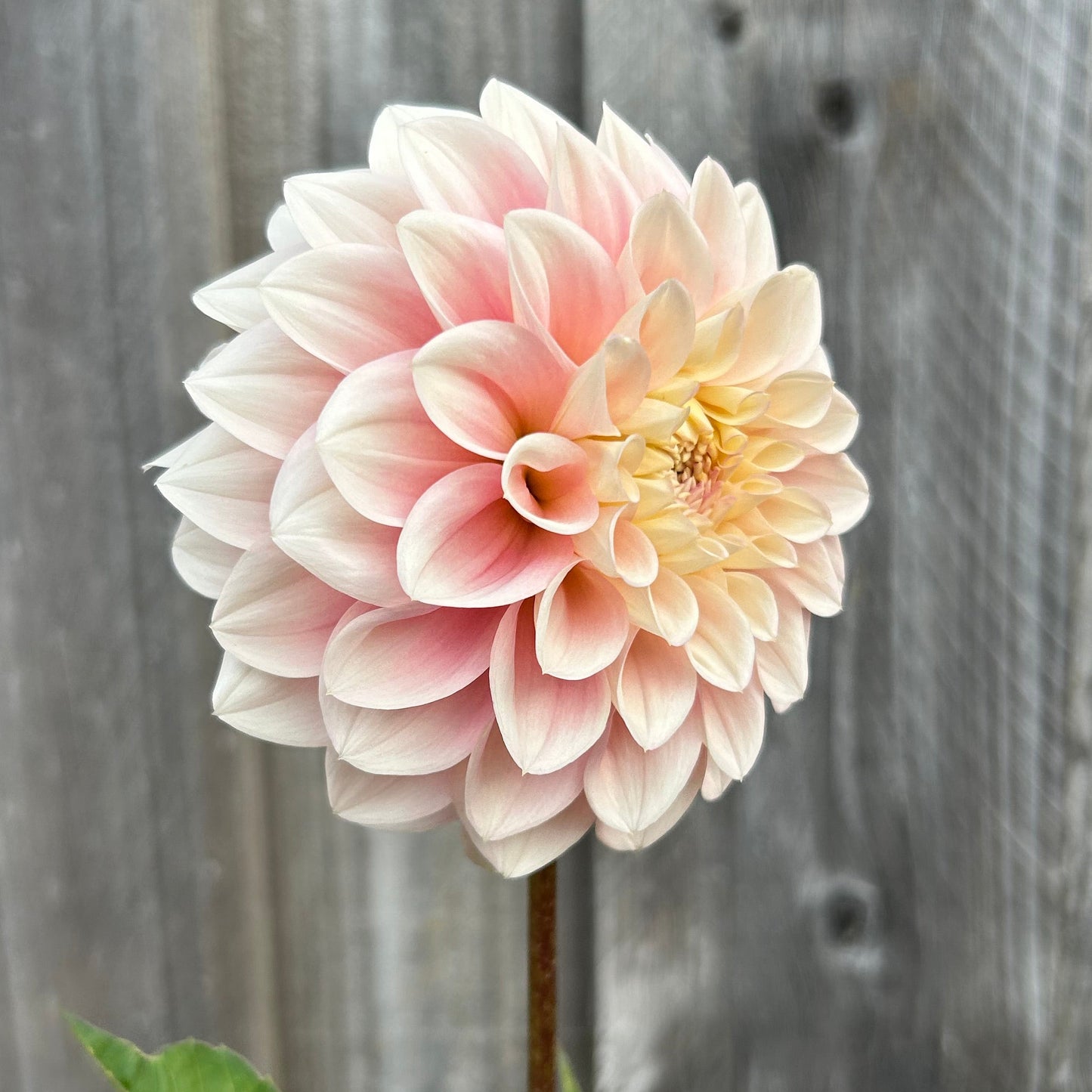 Florelie Pirouette