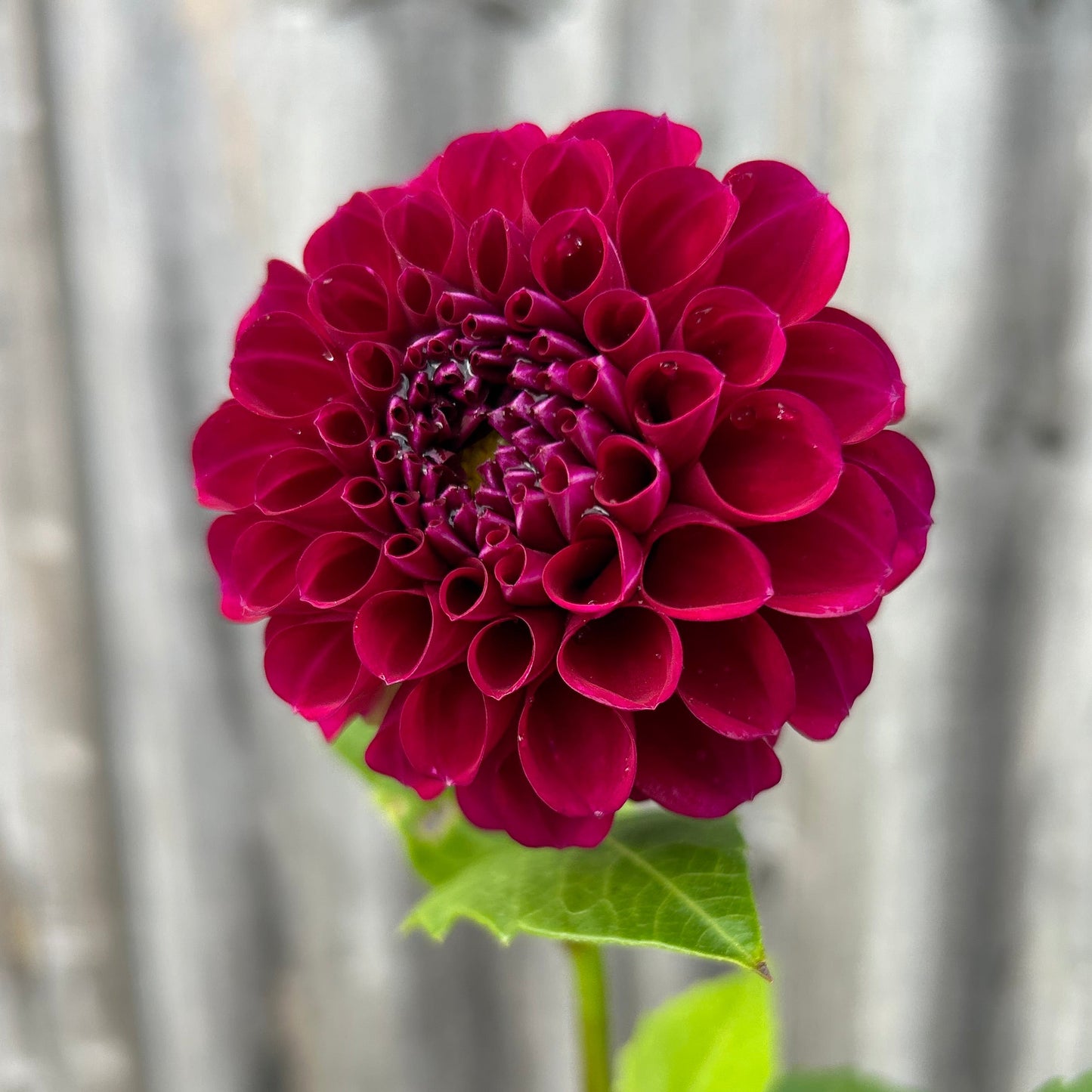 Burgundy Ball