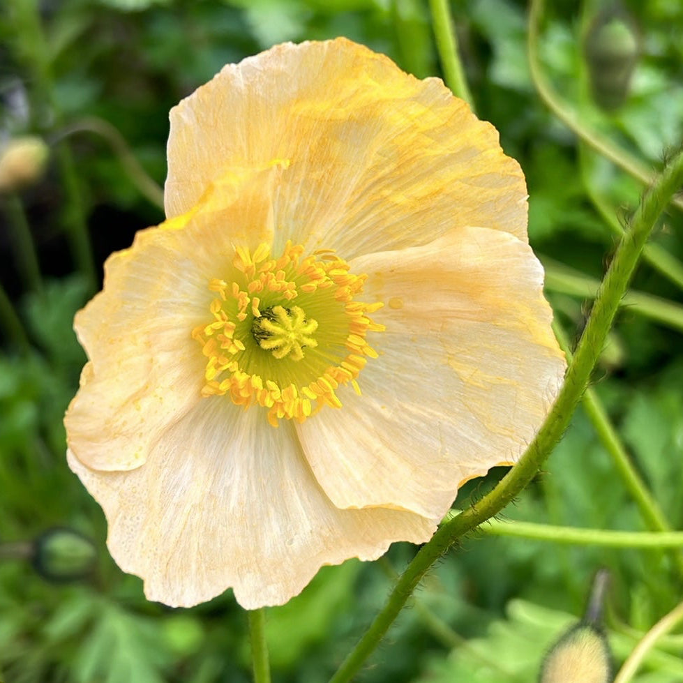Poppy Pastel Mix