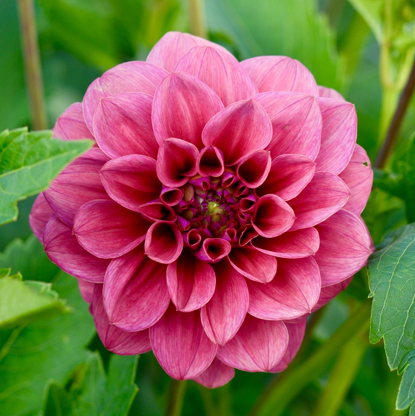 Dusty Rose