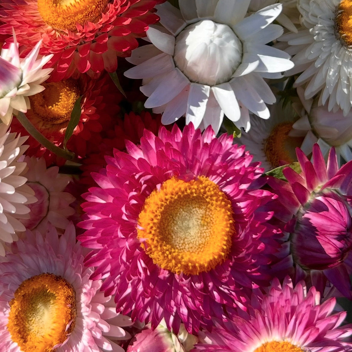 Everlasting Daisy Mix
