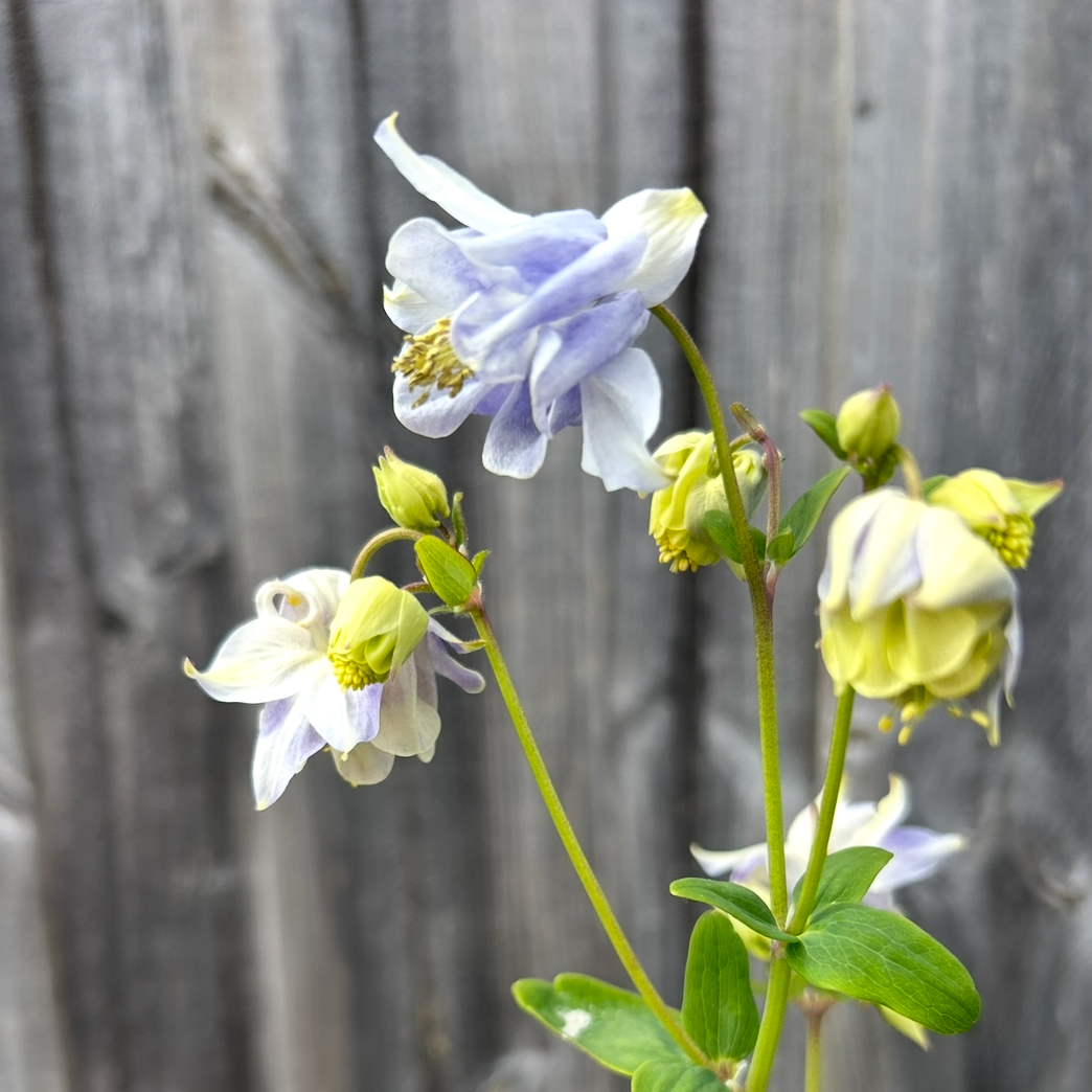 Aquilegia Double Mix