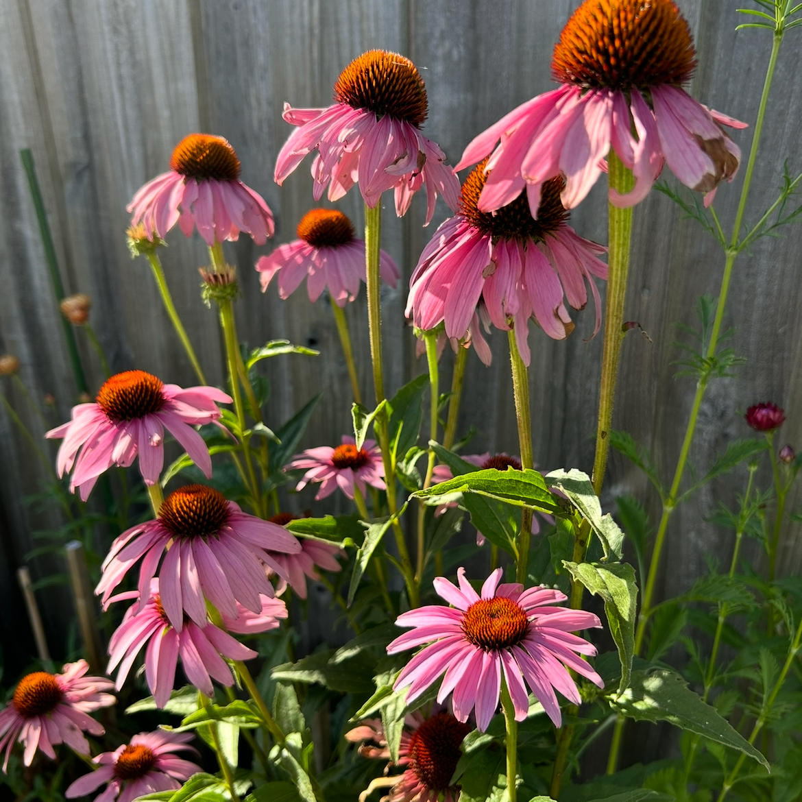 Echinacea Purple