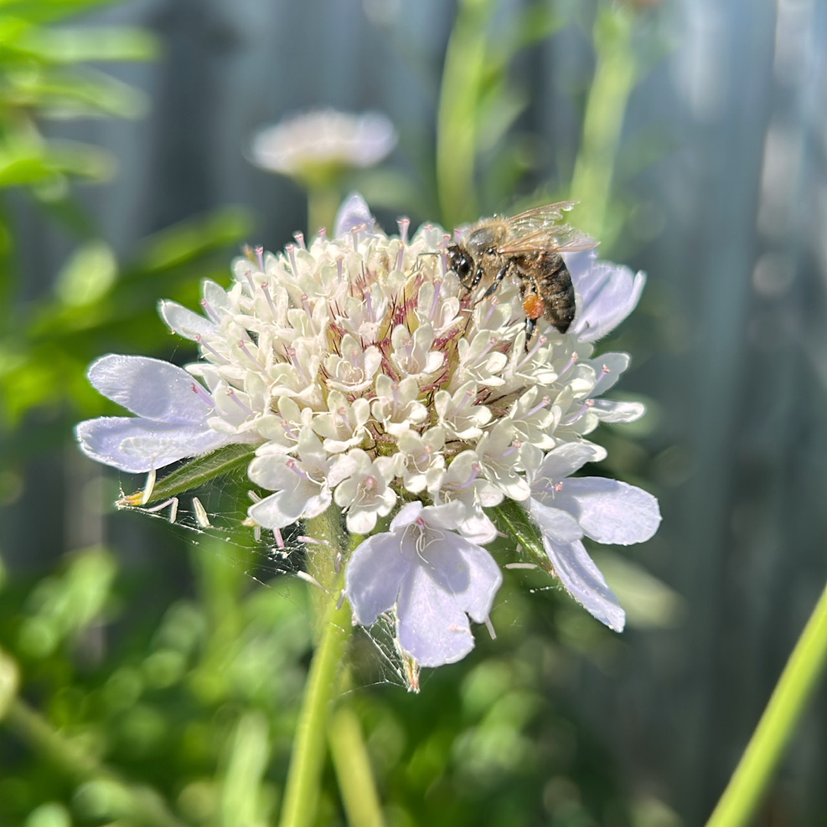 Scabiosa Stellata