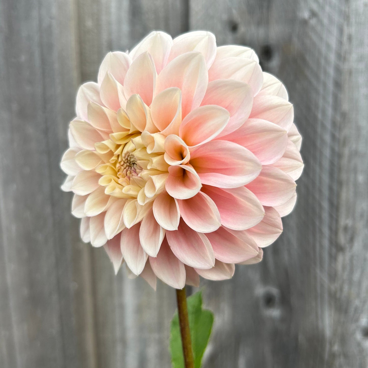 Florelie Pirouette