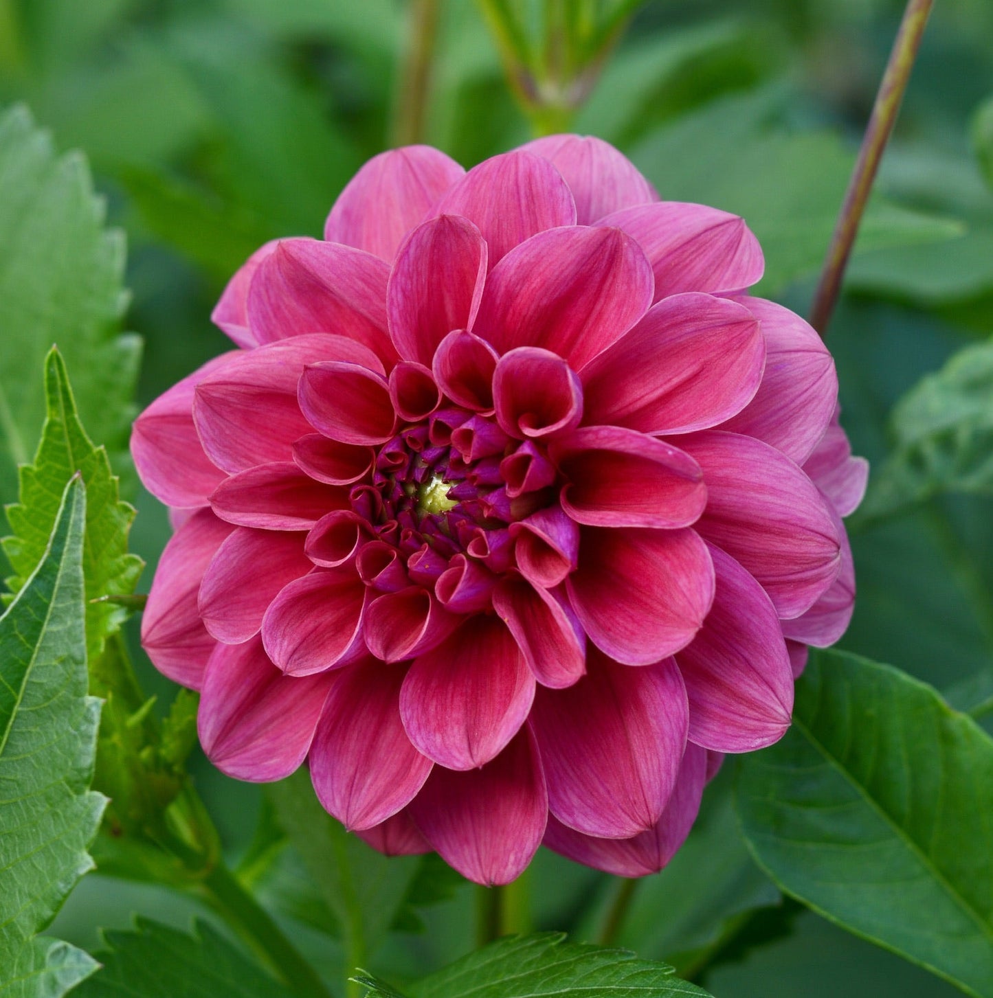 Dusty Rose