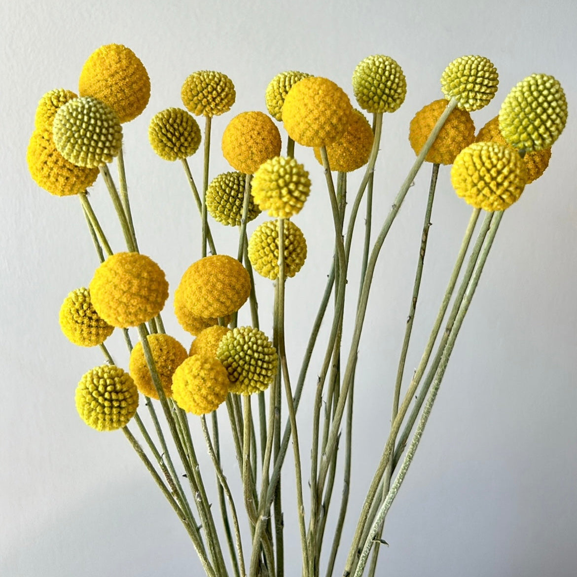 Billy Buttons