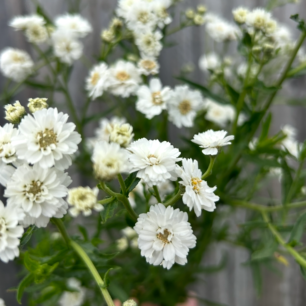 Achillea The Pearl