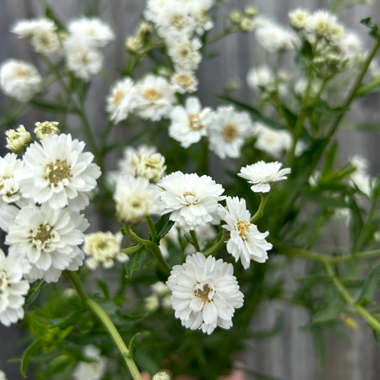 Achillea The Pearl