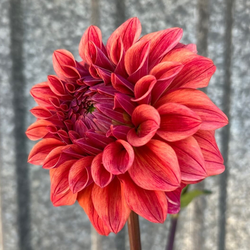 Lileah Russet Rose