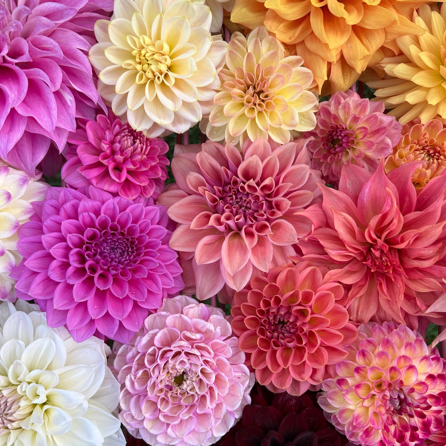 Mystery Box of Dahlia Tubers