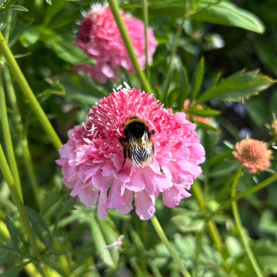 Scabiosa Salmon Rose