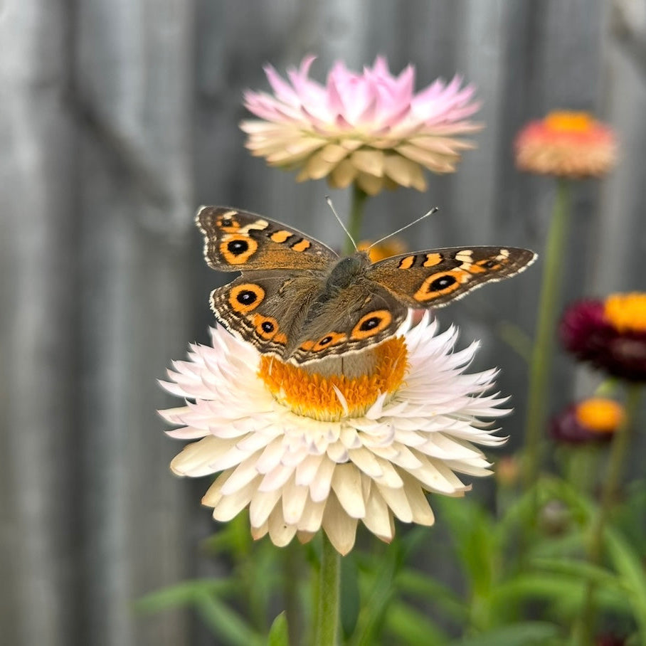 Everlasting Daisy Mix