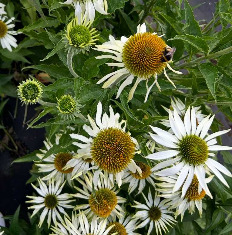 Echinacea White Swan