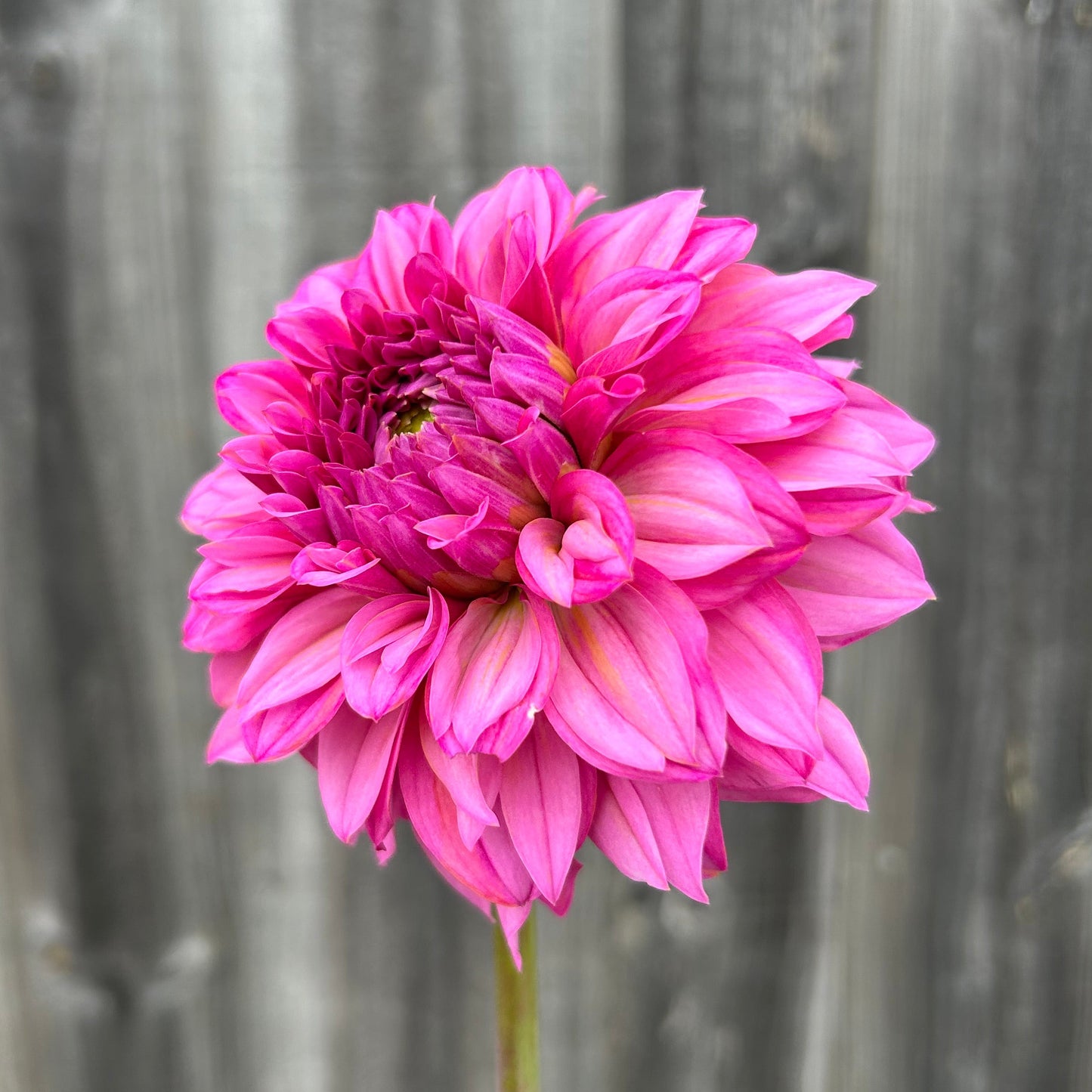 Lileah Pink Petticoats