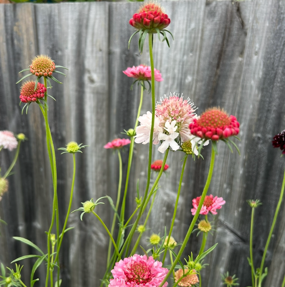 Scabiosa Salmon Rose