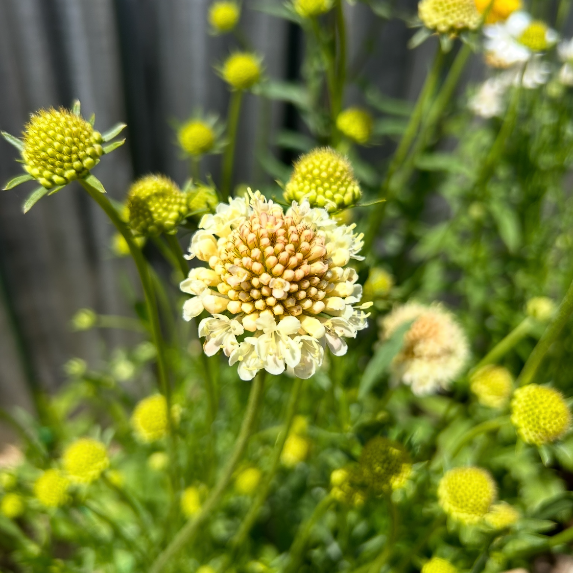 Scabiosa Fata Morgana