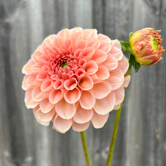 Salmon Joy