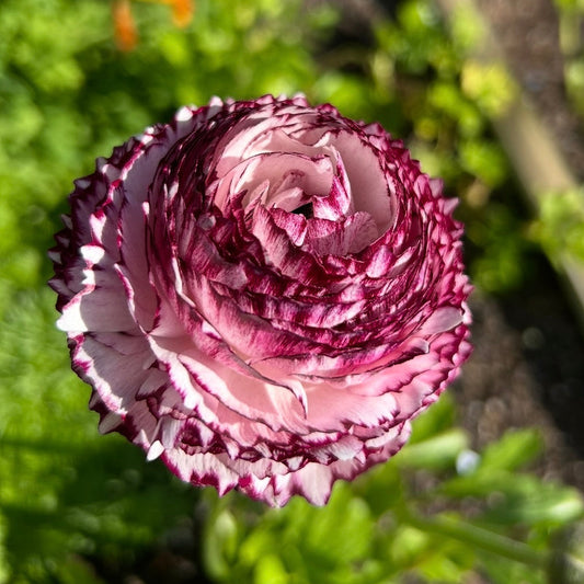 Ranunculus Bianco Striato