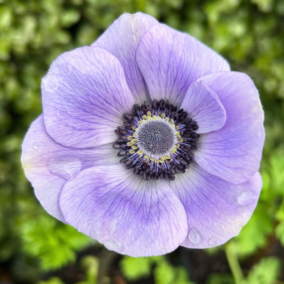 Anemone Mix