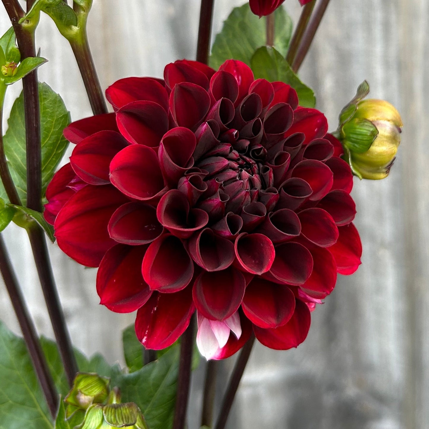 Florelie Magpie