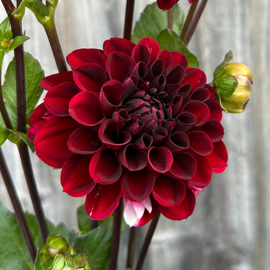 Florelie Magpie