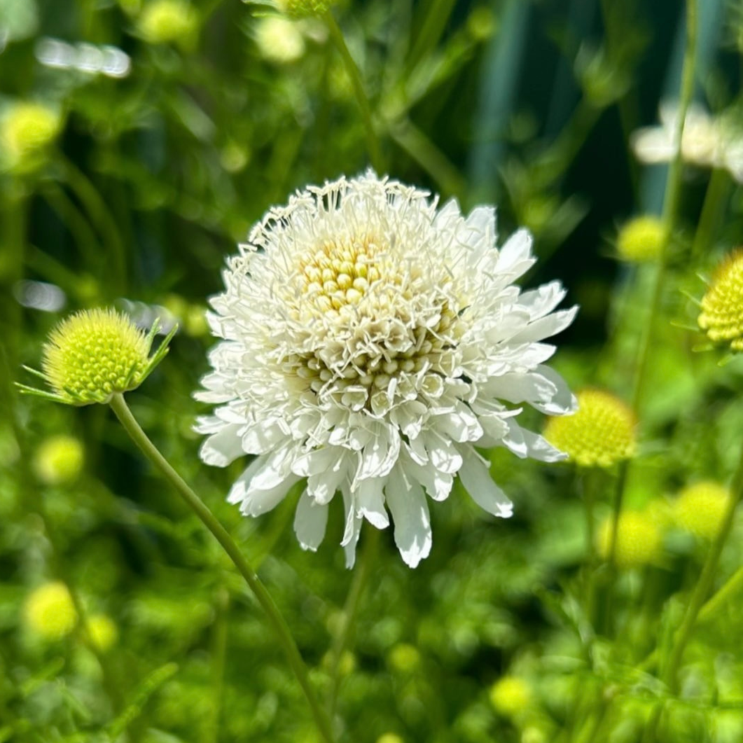 Scabiosa Snow Maiden