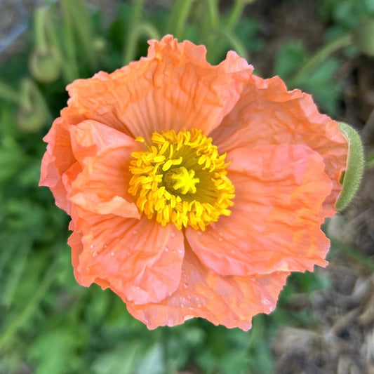 Poppy Pastel Mix