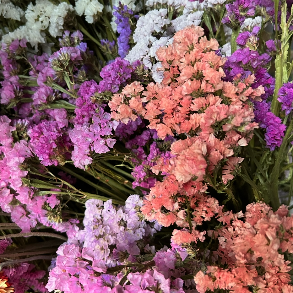 Statice Pastel Mix