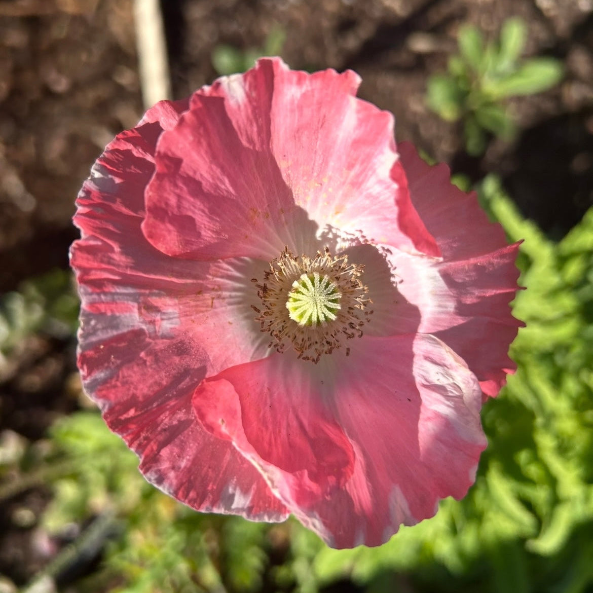 Poppy Pastel Mix