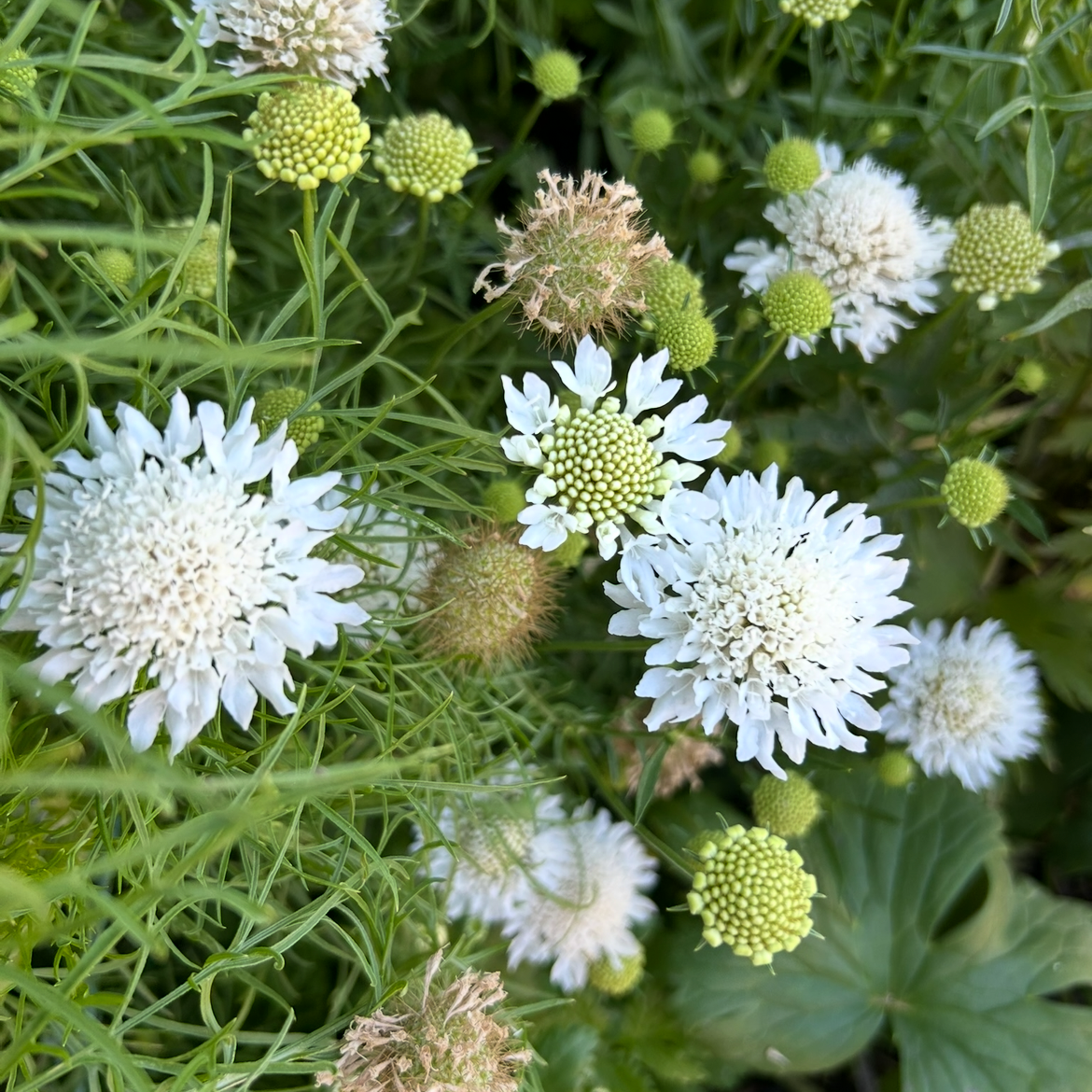 Scabiosa Snow Maiden