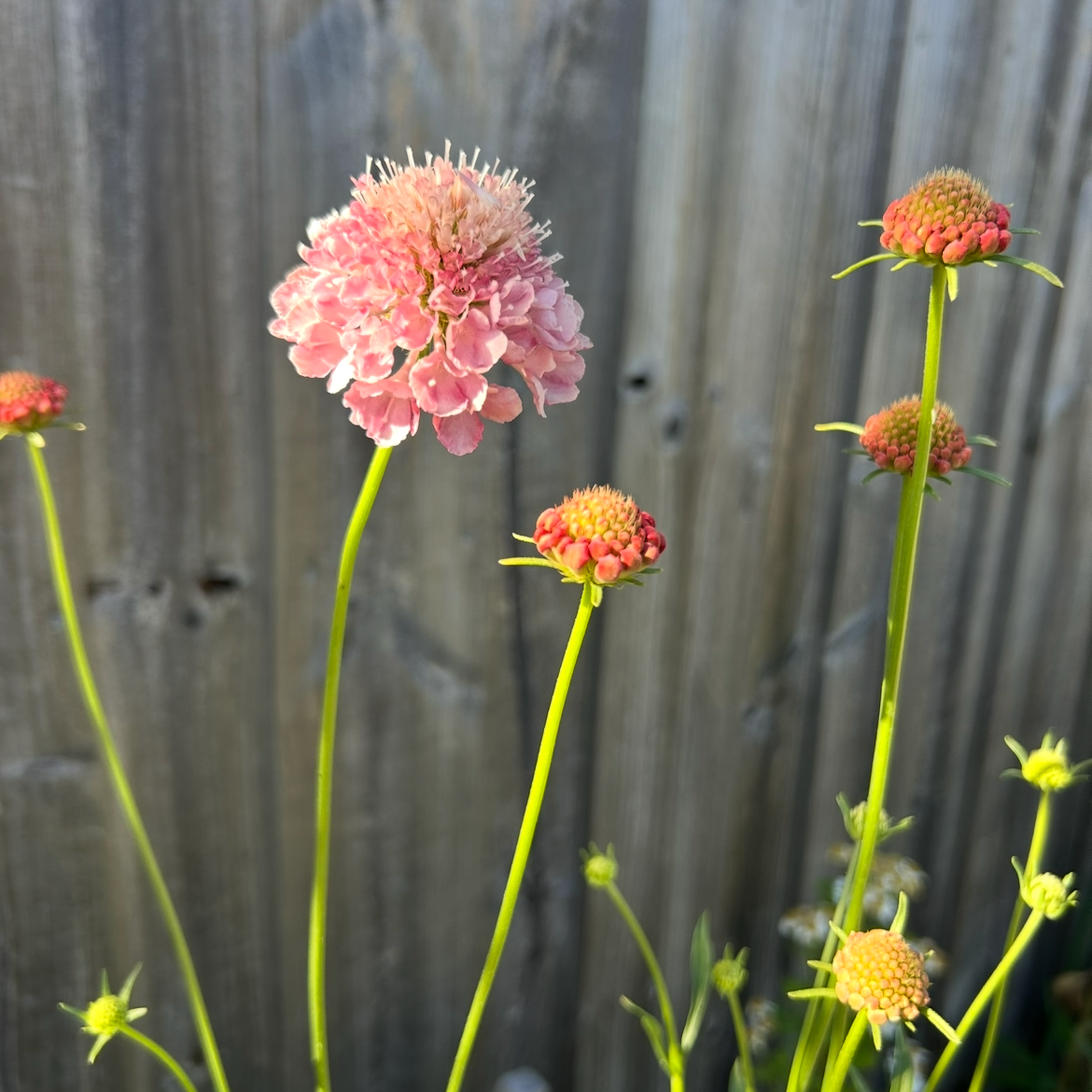 Scabiosa Salmon Rose