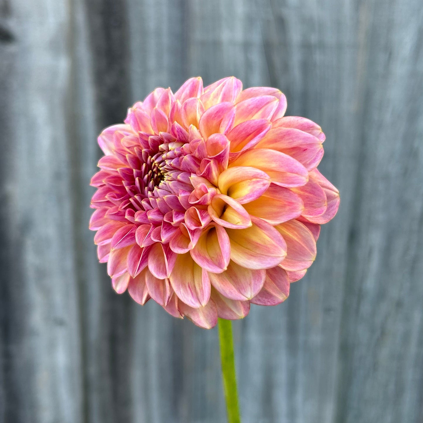 Florelie Harmony