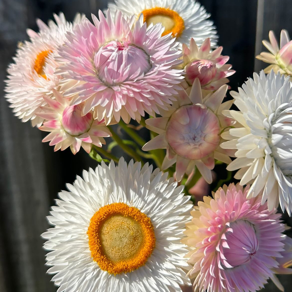 Everlasting Daisy Mix