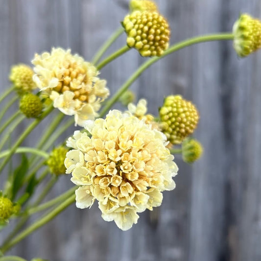 Scabiosa Fata Morgana