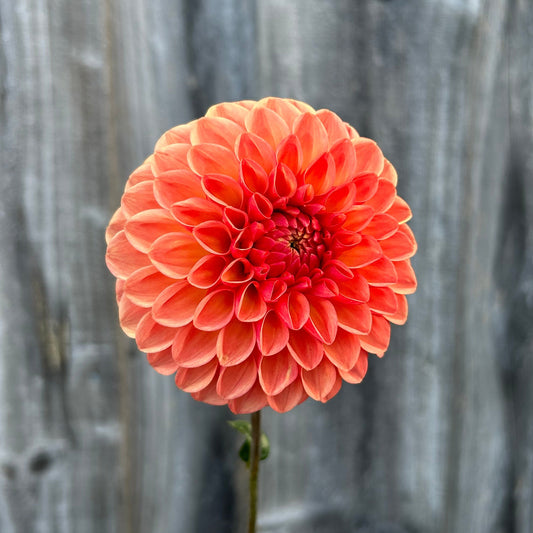 Florelie Angostura