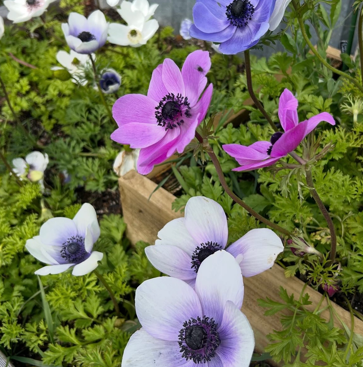Anemone Mix