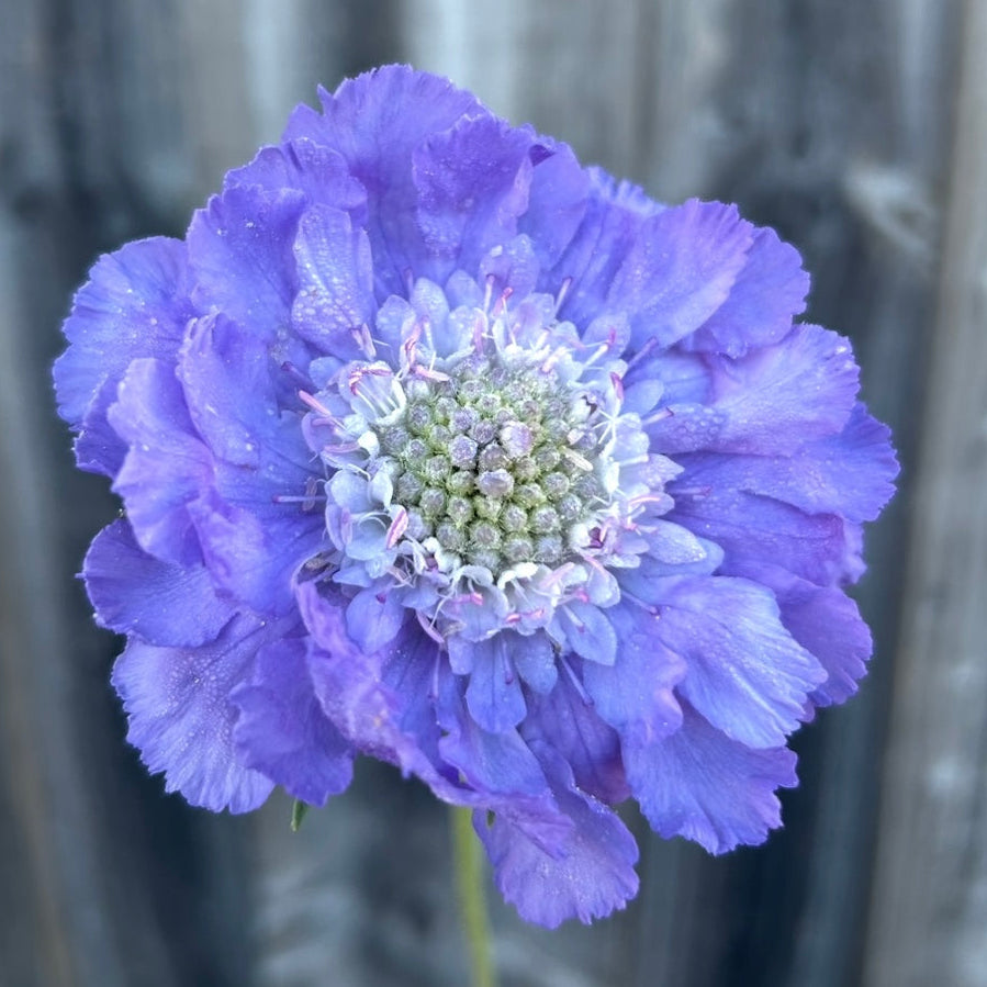 Scabiosa Fama Blue